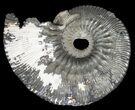 Pyritized Kosmoceras Ammonite Fossil - Sliced #38988-1